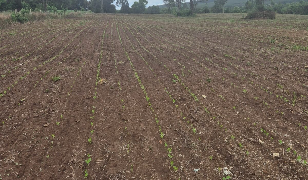 TERRENO RURAL NO MANDURI