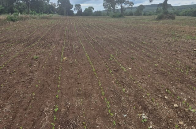 TERRENO RURAL NO MANDURI