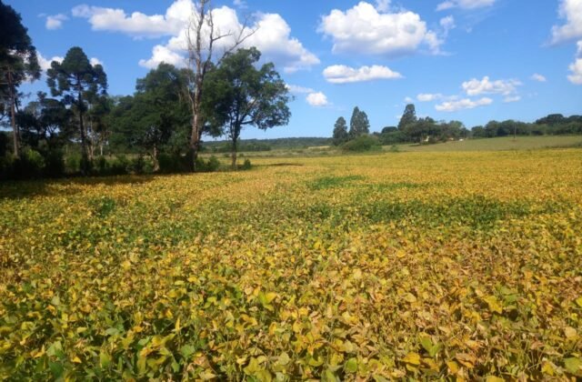 TERRENO RURAL NA VARGEM GRANDE